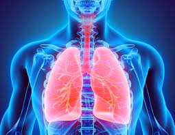 Systeme Respiratoire